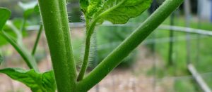 杠六九西红柿的灌溉与施肥　