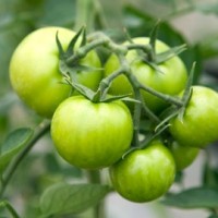 LED光源对于杠六九西红柿的生长作用