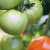 杠六九西红柿生长避免农药