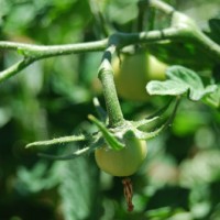 青岛杠六九西红柿的生长环境