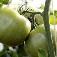 光质对于杠六九西红柿种子的影响